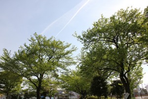 空には飛行機雲も！